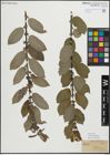 Foto von Salix myrsinifolia Salisb.